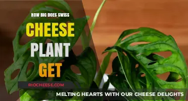 Exploring the Growth Potential of Swiss Cheese Plants: A Comprehensive Guide