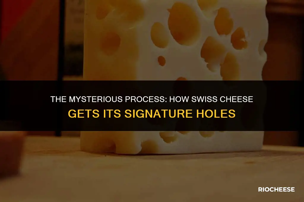 how does swiss cheese get holes