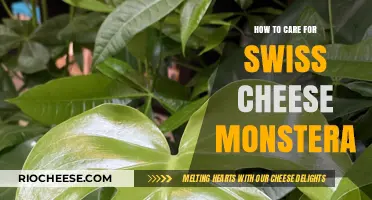 Nurturing Swiss Cheese Monstera: A Comprehensive Care Guide