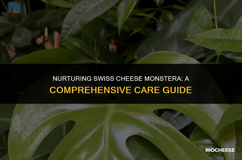 how to care for swiss cheese monstera