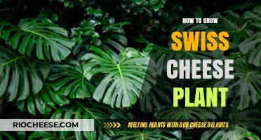 Cultivating the Swiss Cheese Plant: A Comprehensive Guide