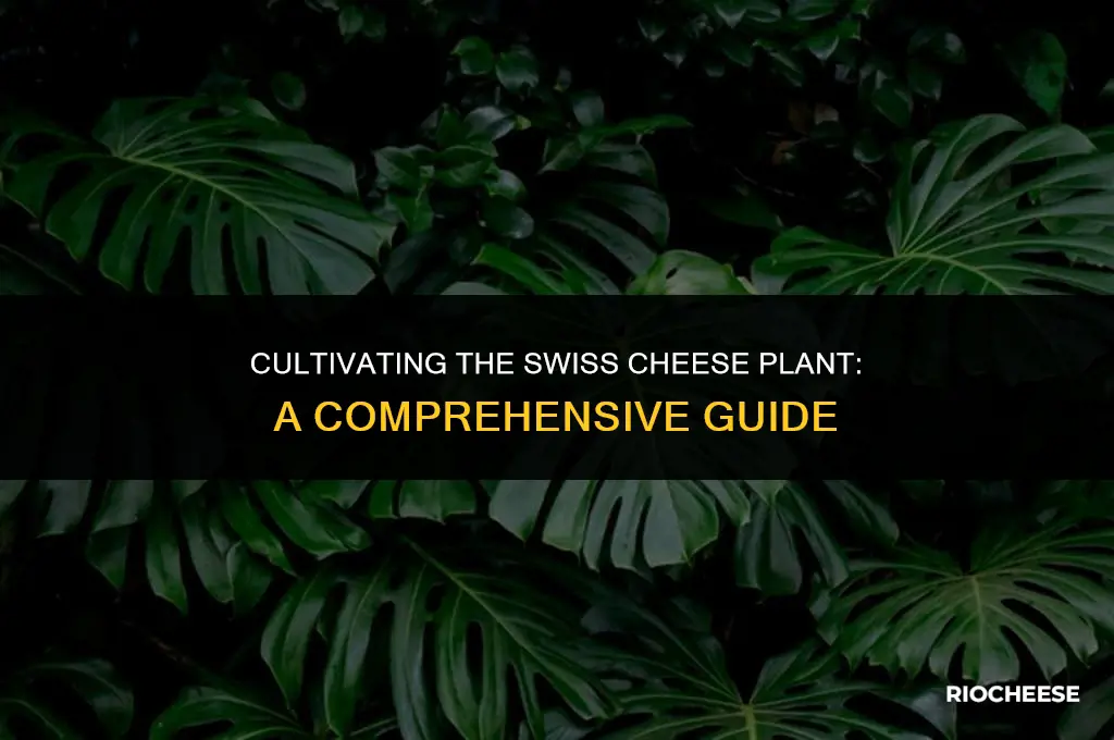 how to grow swiss cheese plant