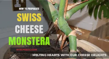 Effortless Propagation: Swiss Cheese Monstera's Ultimate Guide
