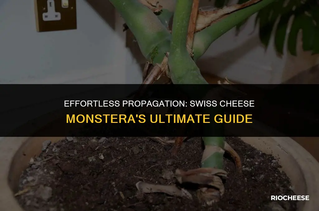 how to propagate swiss cheese monstera