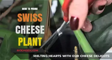 Essential Guide to Pruning Your Swiss Cheese Plant for Optimal Growth