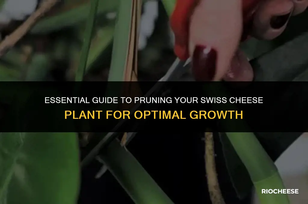 how to prune swiss cheese plant