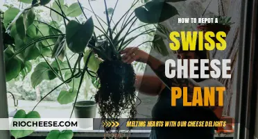 Revitalize Your Swiss Cheese Plant: A Step-by-Step Repotting Guide
