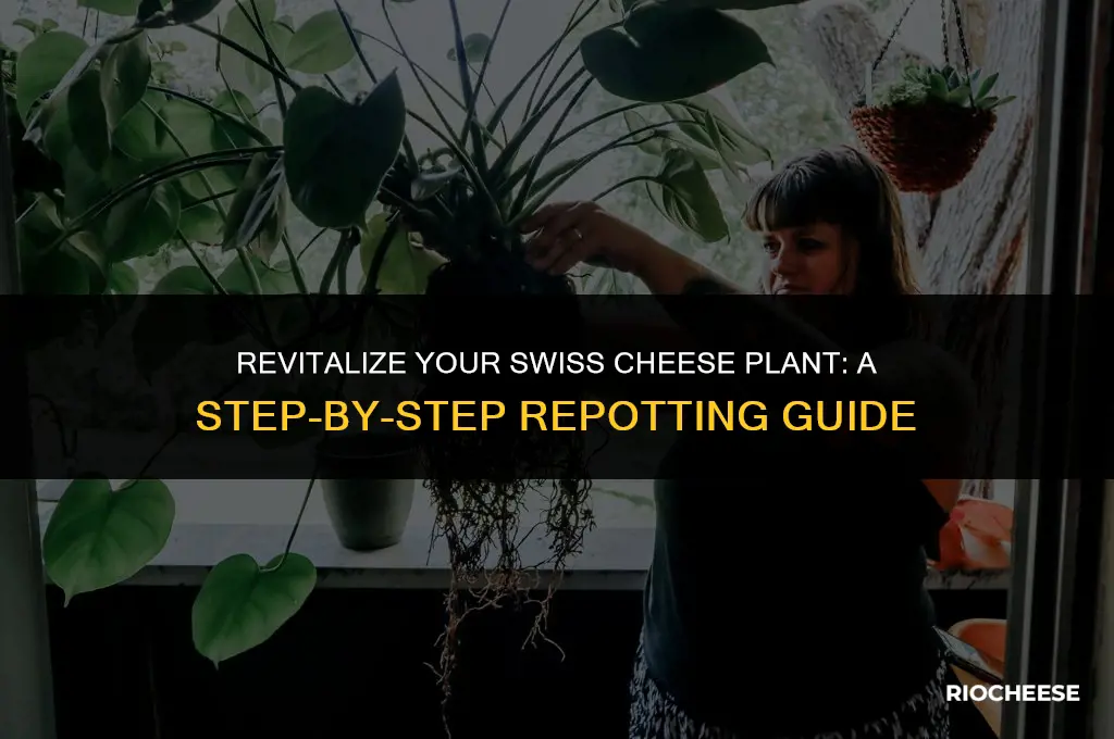 how to repot a swiss cheese plant
