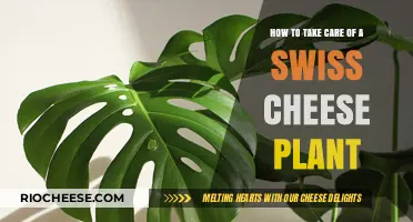 Nurturing Your Swiss Cheese Plant: A Comprehensive Care Guide