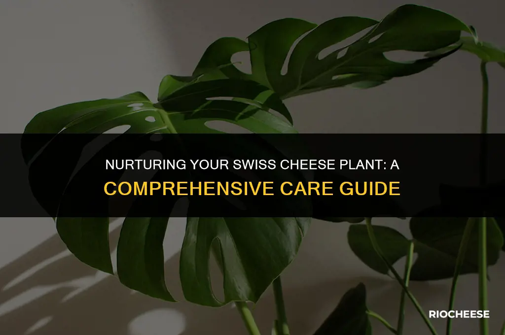 how to take care of a swiss cheese plant