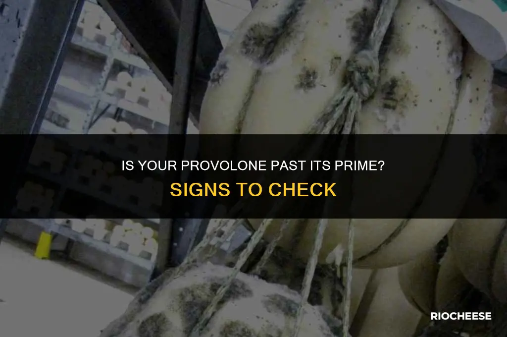 how to tell if provolone cheese is bad