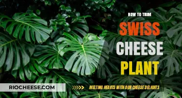 Pruning Perfection: A Guide to Trimming Your Swiss Cheese Plant