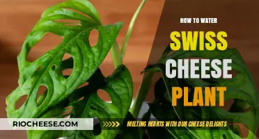 Essential Tips for Watering Your Swiss Cheese Plant