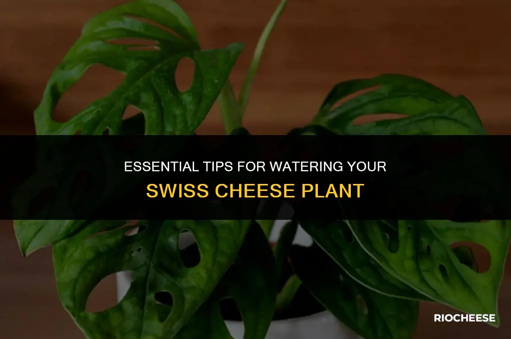 how to water swiss cheese plant