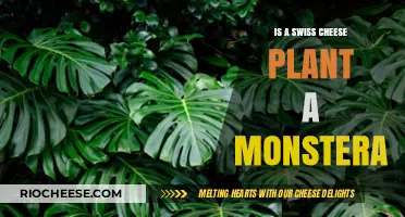 Unveiling the Truth: Swiss Cheese Plant vs. Monstera Deliciosa