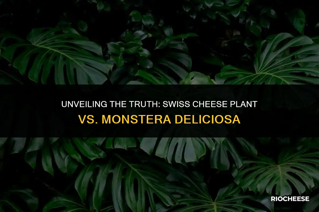is a swiss cheese plant a monstera