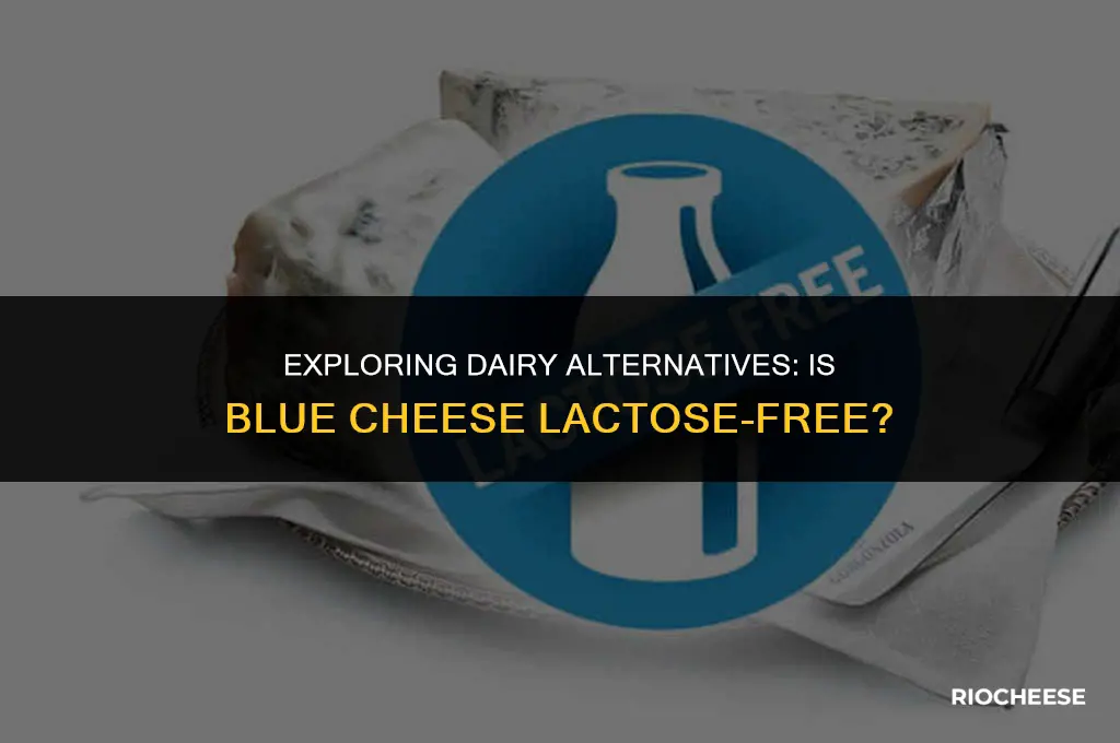 is blue cheese lactose free