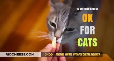 Feline Nutrition: The Truth About Cheddar Cheese for Cats
