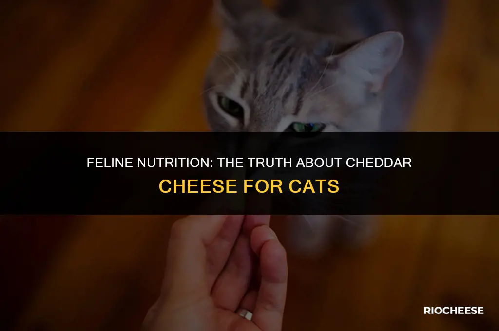 is cheddar cheese ok for cats
