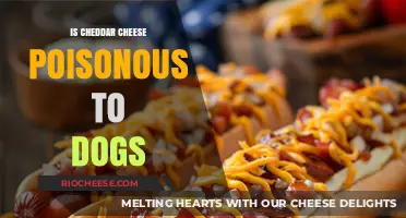 The Truth About Cheddar Cheese and Canine Health: Is It Safe?