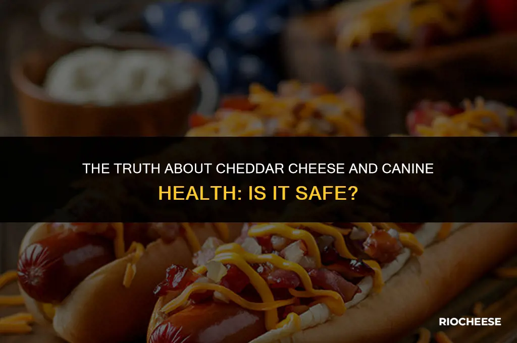 is cheddar cheese poisonous to dogs
