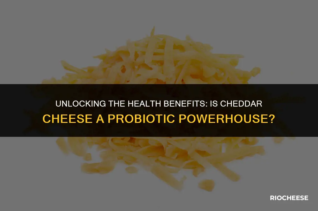 is cheddar cheese probiotic