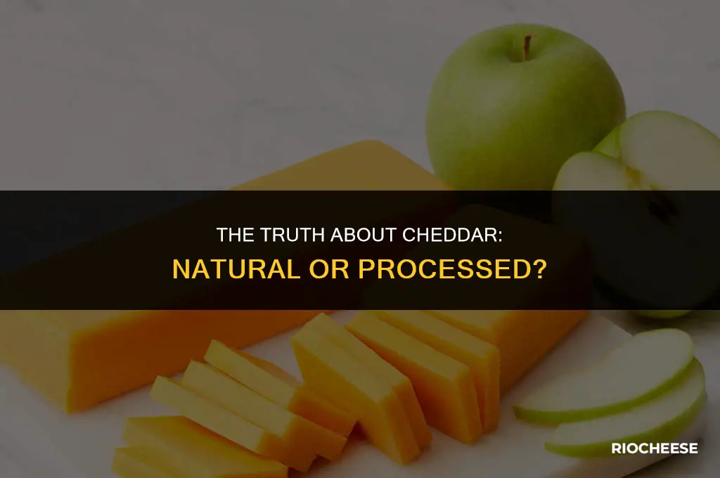 is cheddar cheese processed or natural