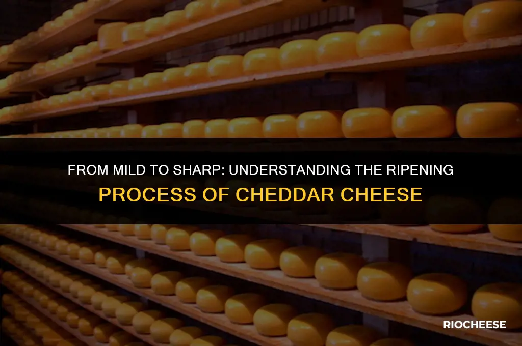 is cheddar cheese ripened unripened oe process