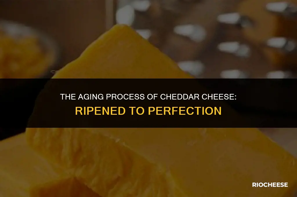 is cheddar cheese ripened