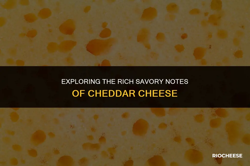 is cheddar cheese savory