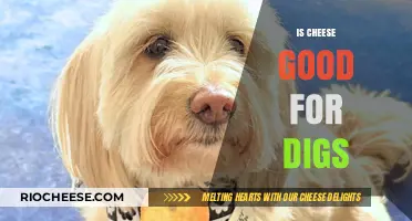 Can Dogs Enjoy Cheese? A Comprehensive Guide for Pet Owners