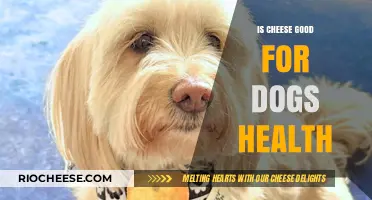 Can Dogs Enjoy Cheese? A Comprehensive Guide to Dairy Safety