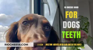 Can Cheese Help Keep Your Dog's Teeth Healthy?