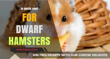 Dairy Dilemma: Is Cheese a Healthy Treat for Dwarf Hamsters?