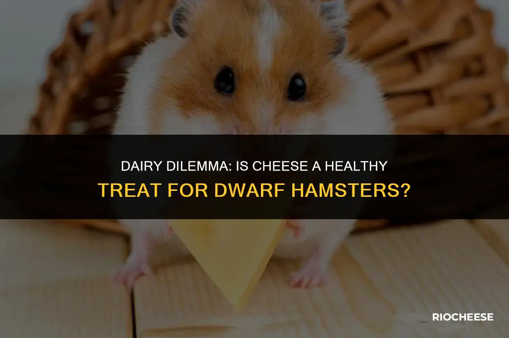is cheese good for dwarf hamsters