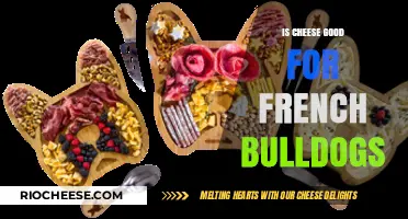 Can French Bulldogs Enjoy Cheese? A Comprehensive Guide for Pet Owners