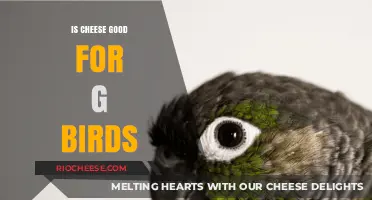 Feathered Friends and Dairy Delights: Is Cheese Safe for Birds?
