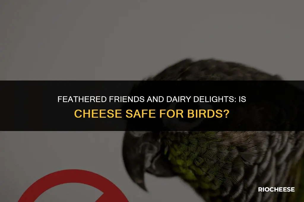 is cheese good for g birds
