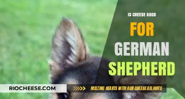 Nutritional Benefits of Cheese for German Shepherds: A Comprehensive Guide