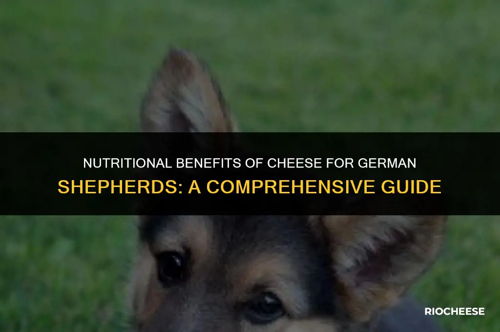 is cheese good for german shepherd