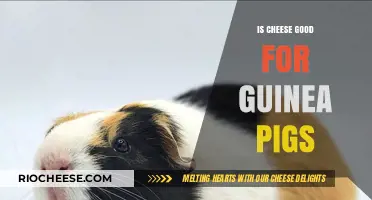 Guinea Pig Nutrition: The Surprising Truth About Cheese