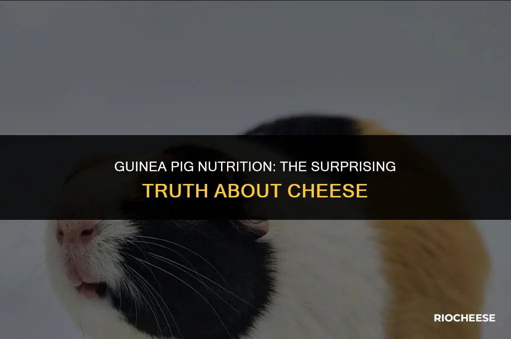 is cheese good for guinea pigs