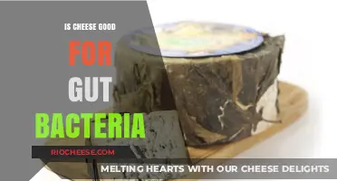 The Surprising Benefits of Cheese for Your Gut Health