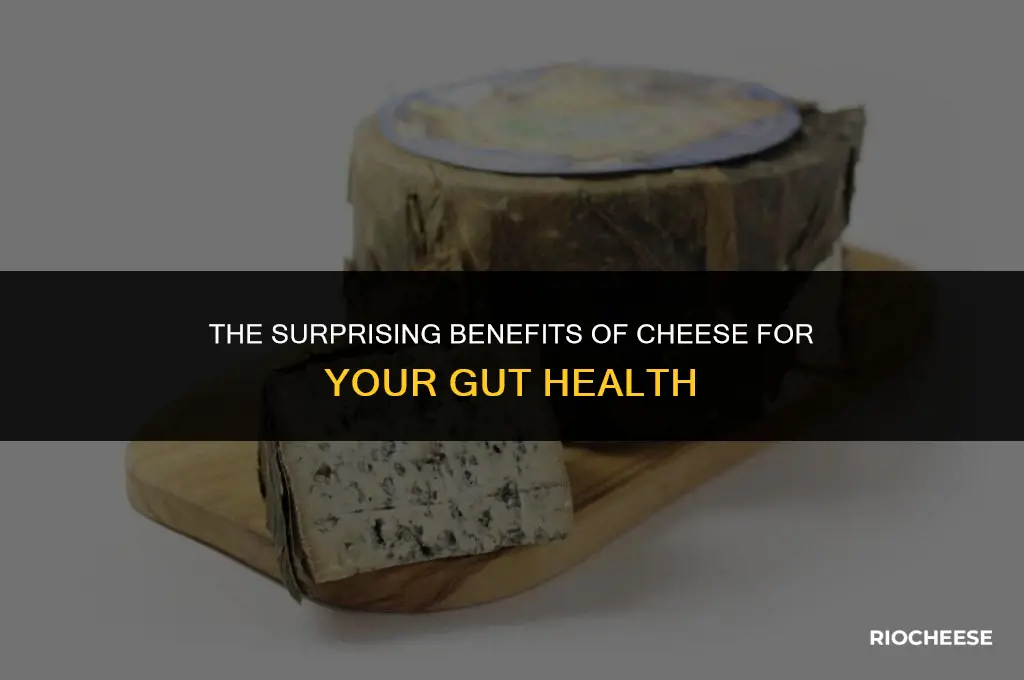 is cheese good for gut bacteria