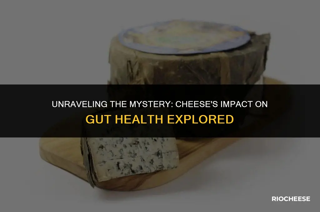 is cheese good for gut biome