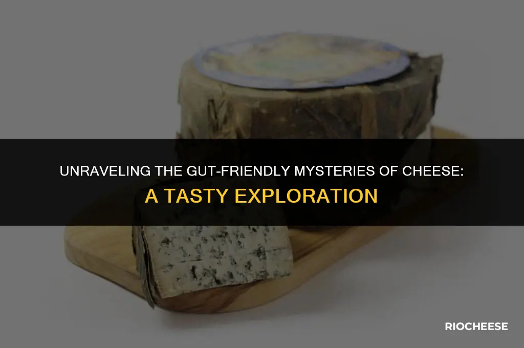 is cheese good for gut