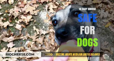 Can Dogs Enjoy Easy Cheese Safely? A Comprehensive Guide