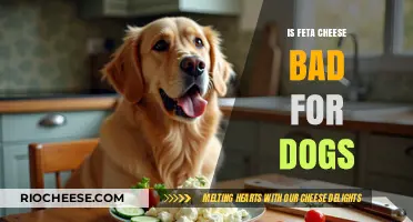 Can Dogs Eat Feta Cheese? A Comprehensive Guide for Pet Owners