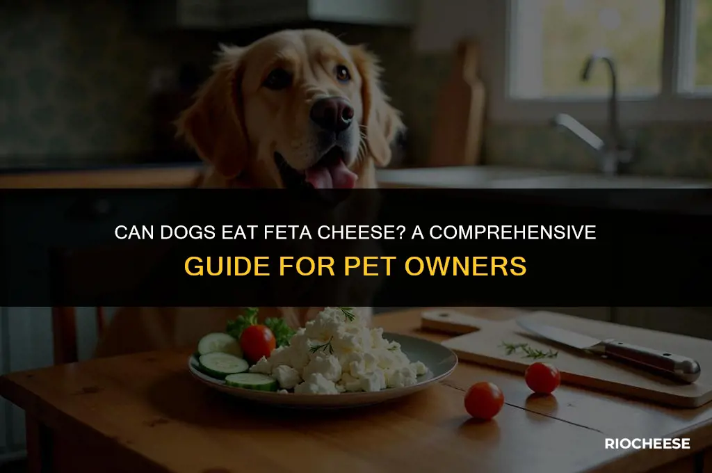 is feta cheese bad for dogs