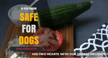 Can Dogs Enjoy Feta Cheese? A Comprehensive Guide for Pet Owners